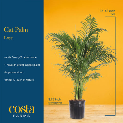 Costa Farms Cat Palm arrives packaged securely for safe delivery.