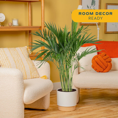 Costa Farms Cat Palm green foliage close-up shows lush fronds.