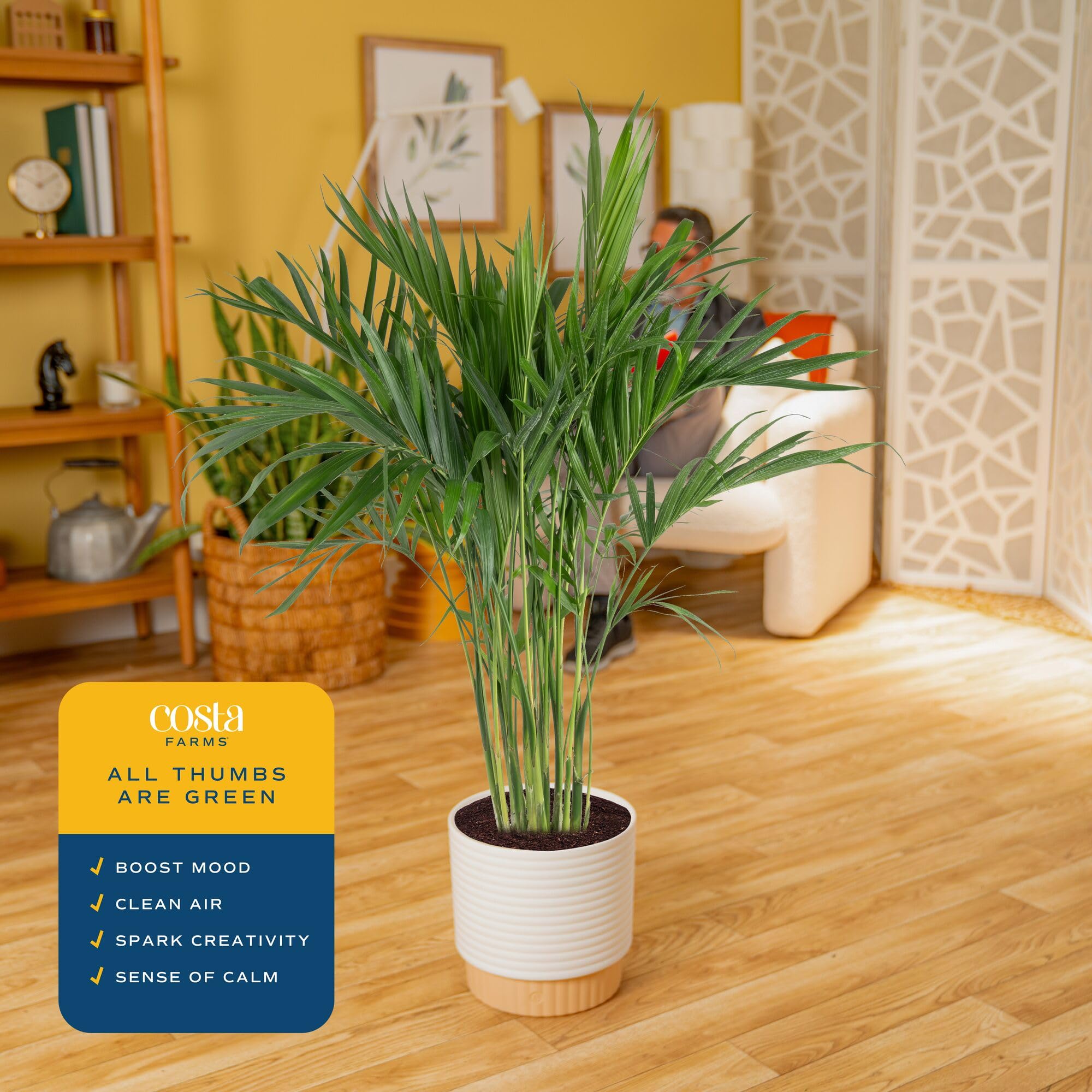 Costa Farms Cat Palm sits in a 10-inch decorative pot for a bold display.