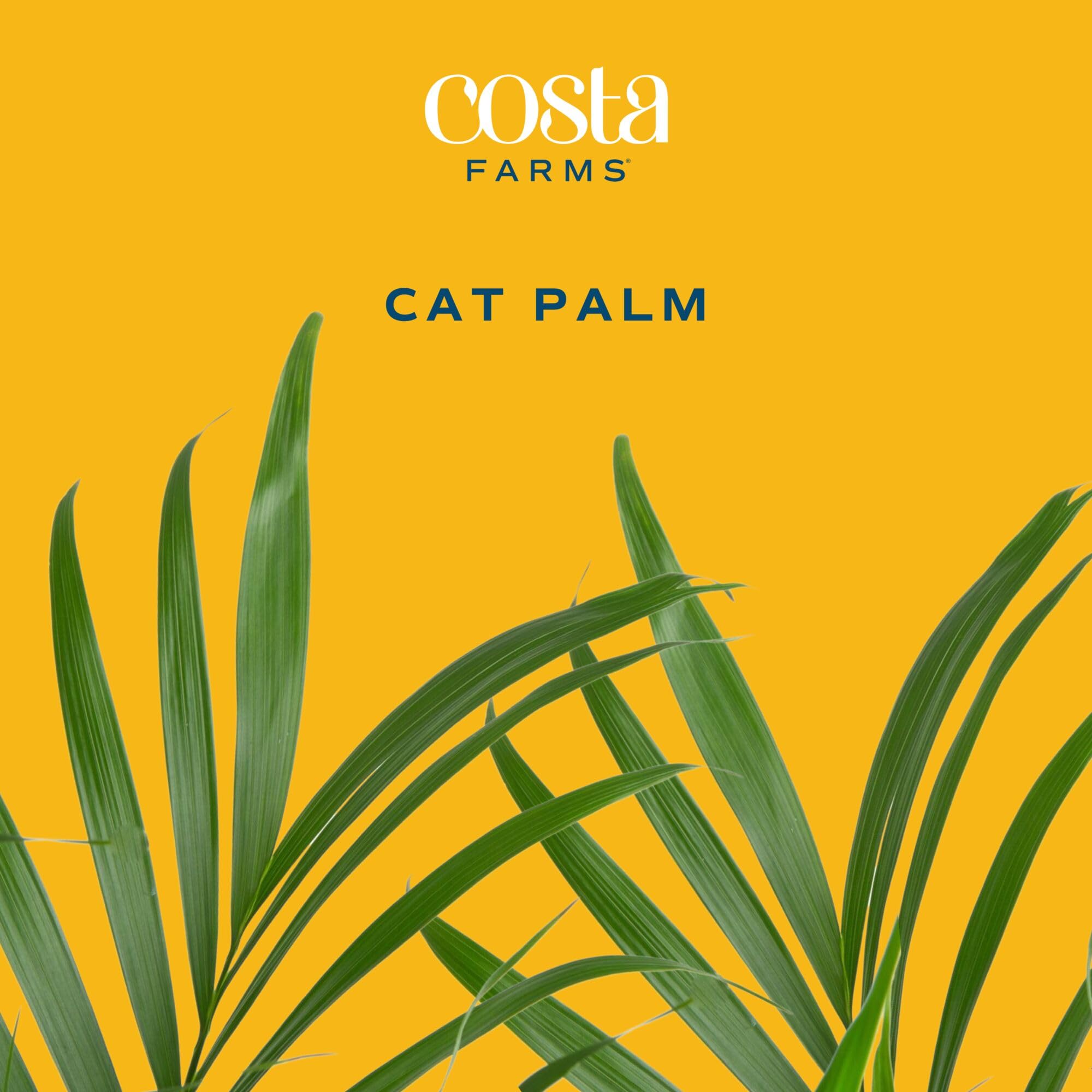 Costa Farms Cat Palm in bright indirect light in a room corner.