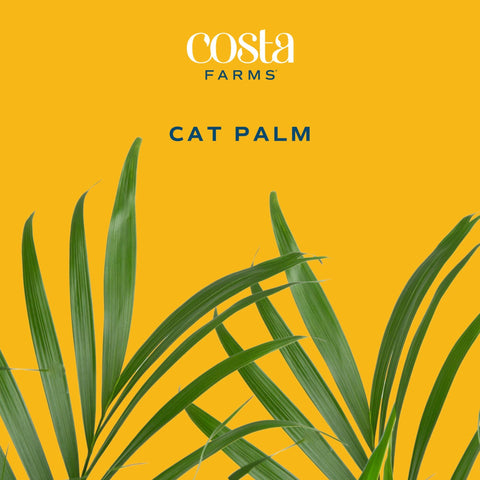 Costa Farms Cat Palm in bright indirect light in a room corner.