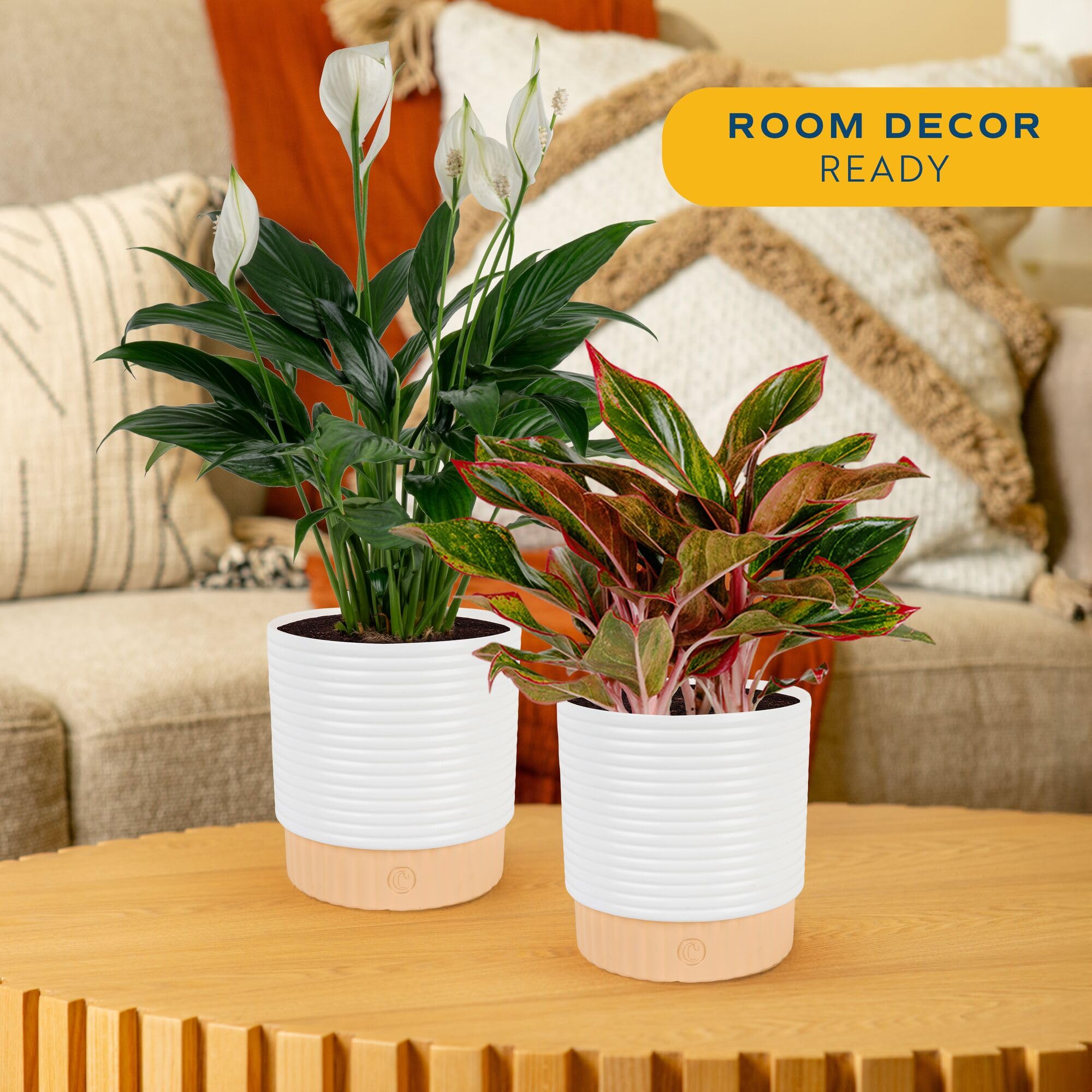 Costa Farms Chinese Evergreen leaves with red edges offer vibrant color and easy care in low light.