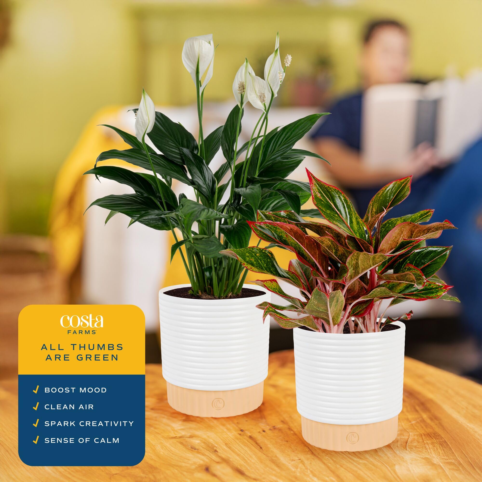 Costa Farms decor planter pot presents a polished display for both plants.