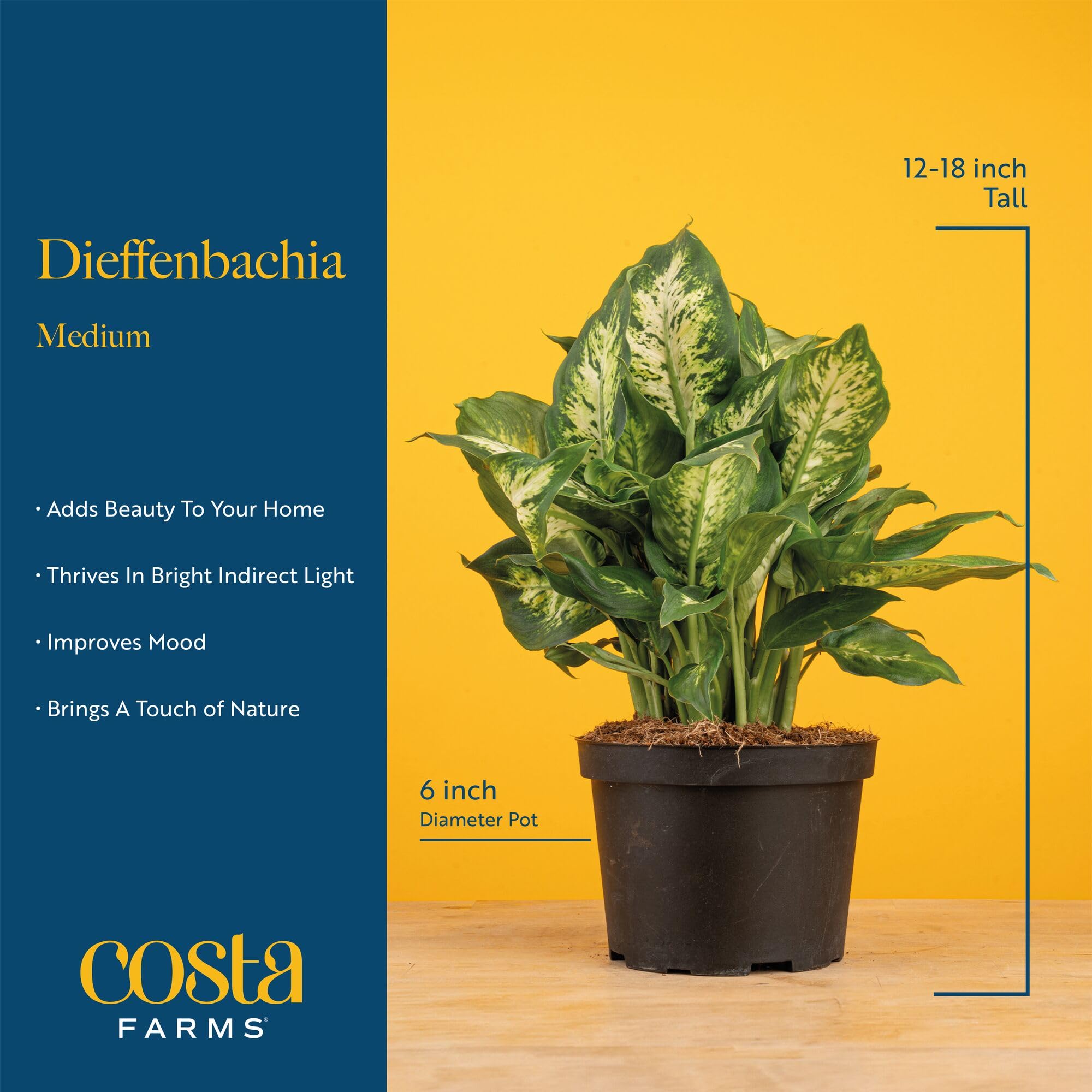 Costa Farms Dieffenbachia in bright indirect light thrives as an easy indoor greenery option