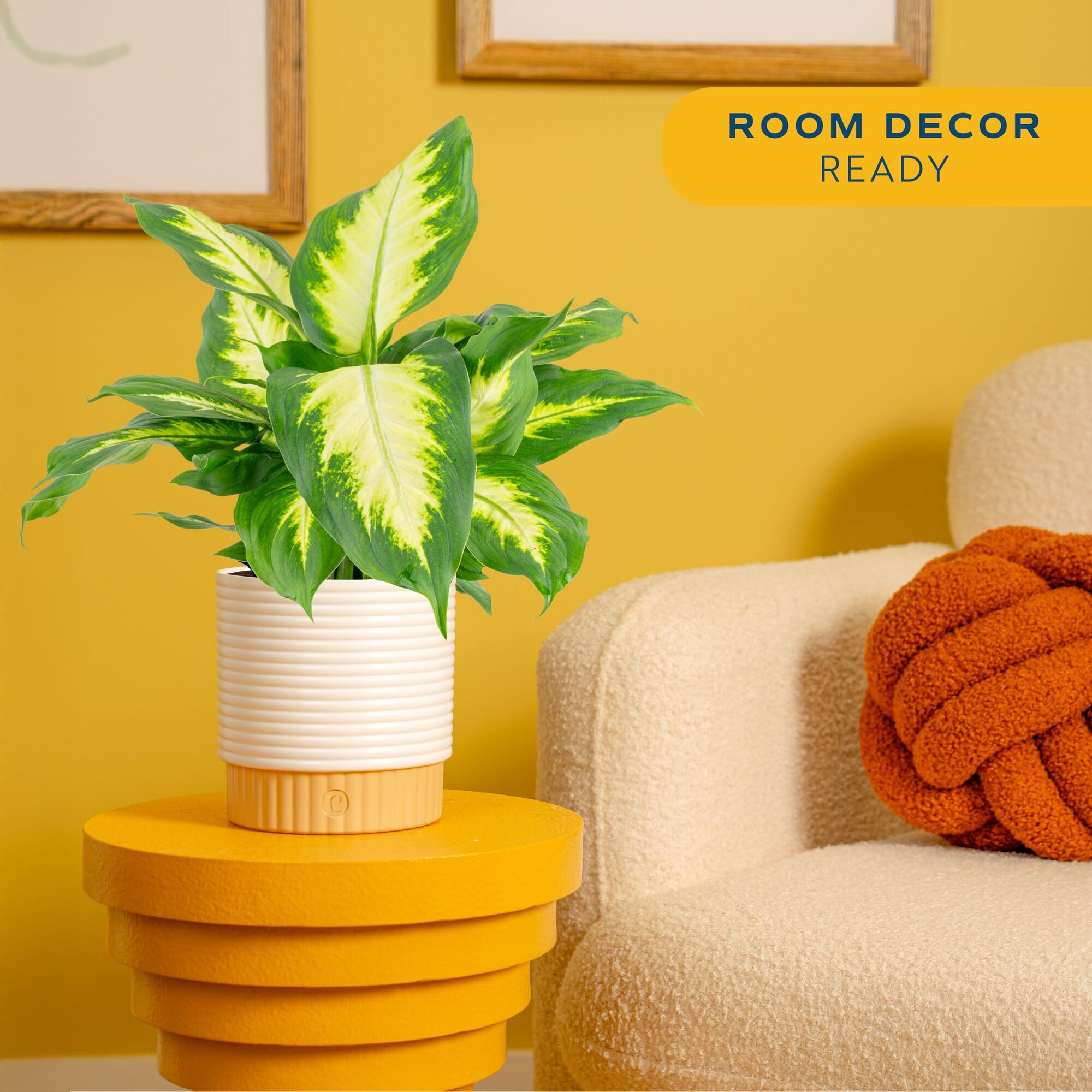 Costa Farms Dieffenbachia in a decorative 6-inch pot enhances entryways with instant style