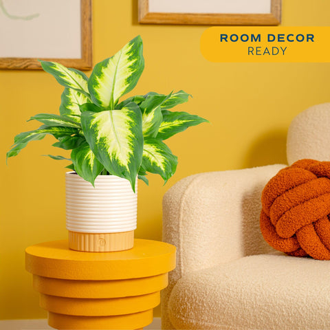 Costa Farms Dieffenbachia in a decorative 6-inch pot enhances entryways with instant style