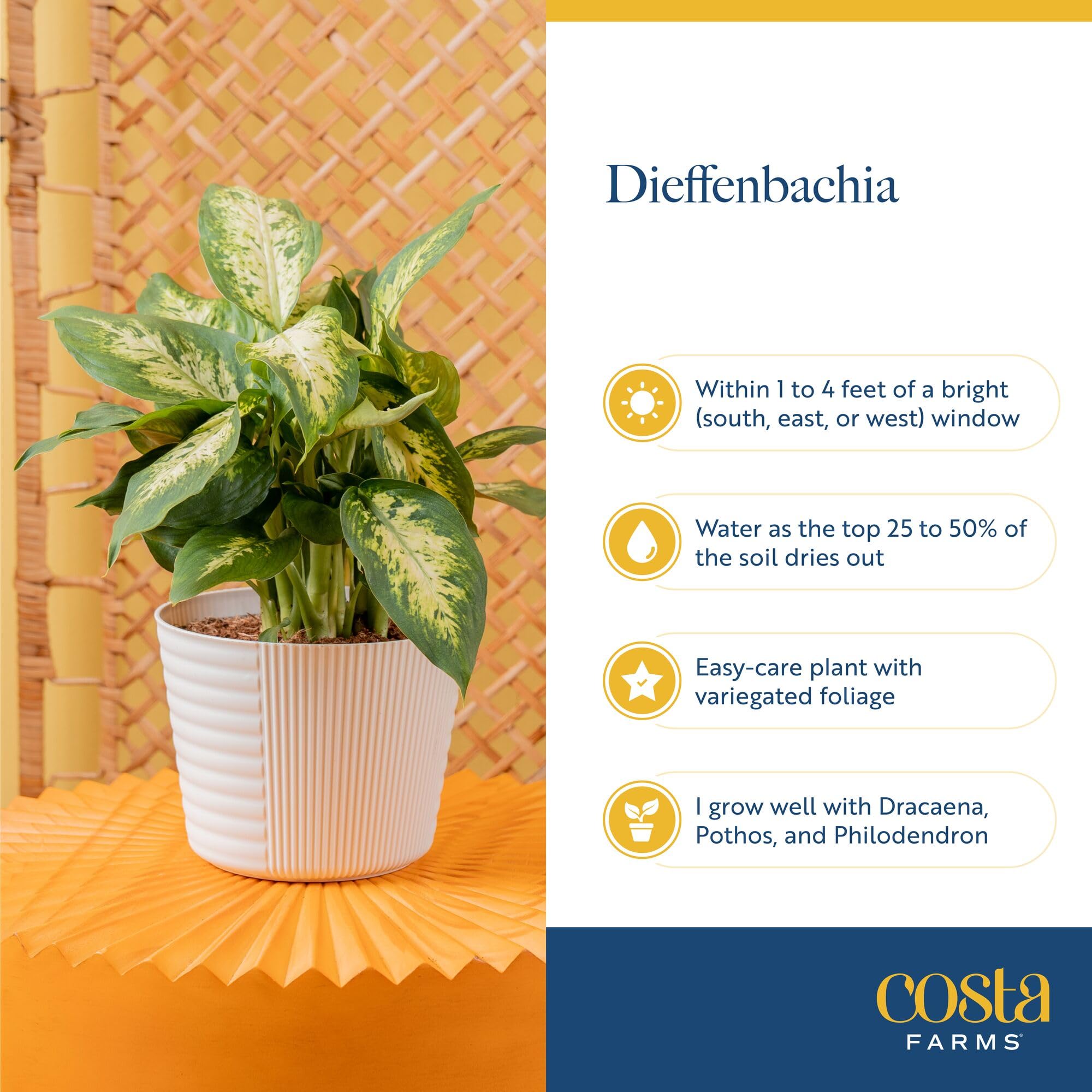 Costa Farms Dieffenbachia large leaves create a bold focal point as an office room accent