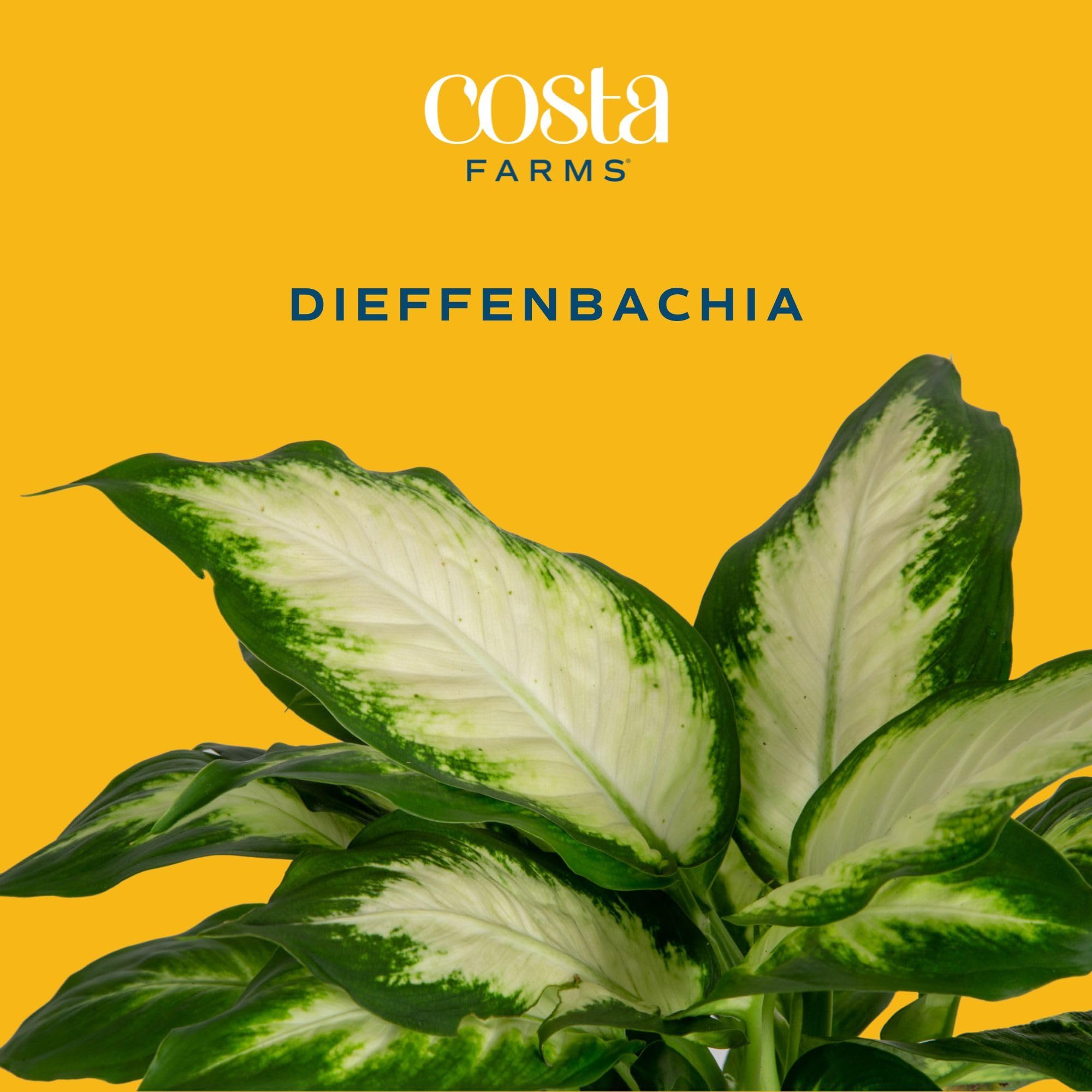 Costa Farms Dieffenbachia tabletop display adds lush greenery to desks and coffee tables