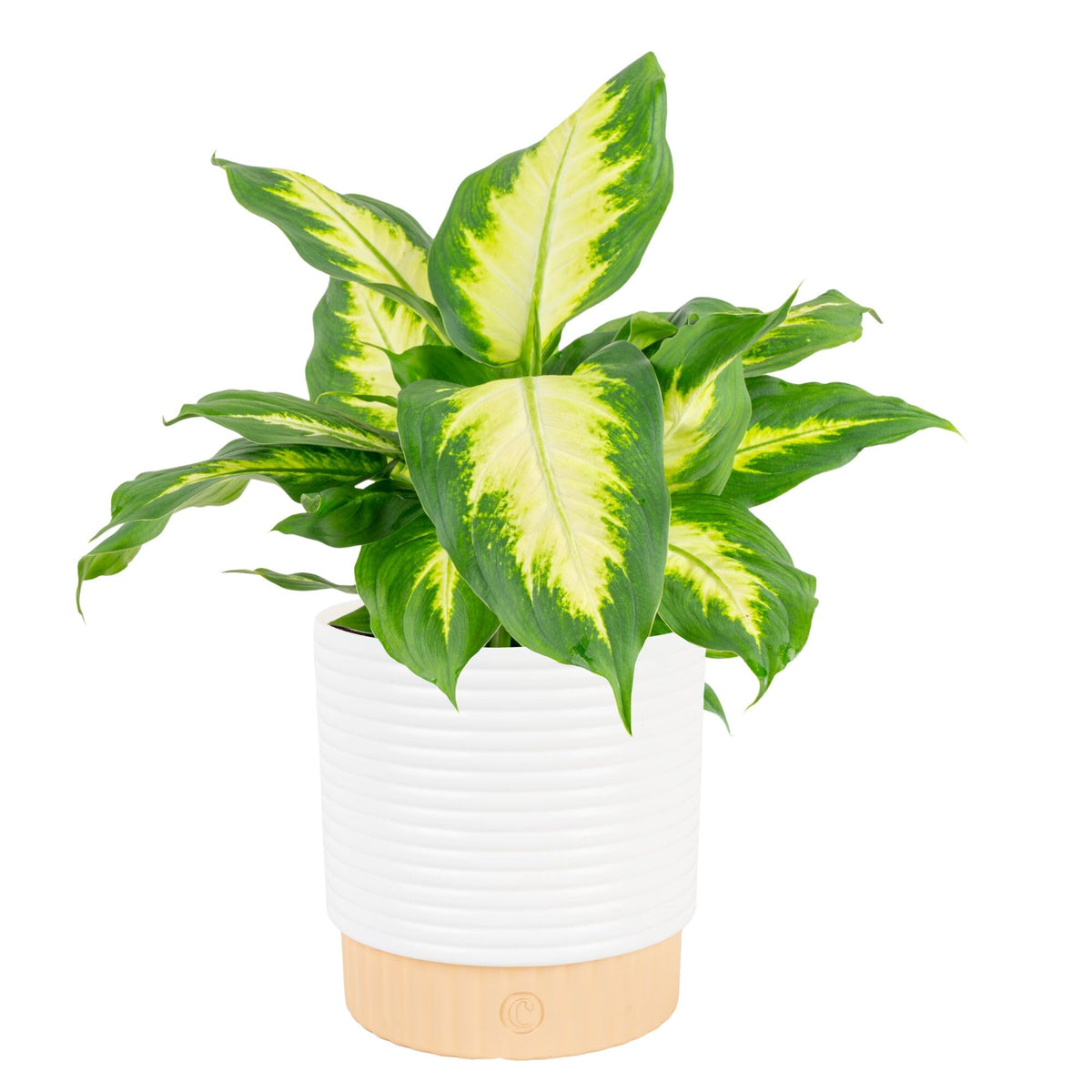 Costa Farms Dieffenbachia variegated leaves brighten living spaces with tropical allure