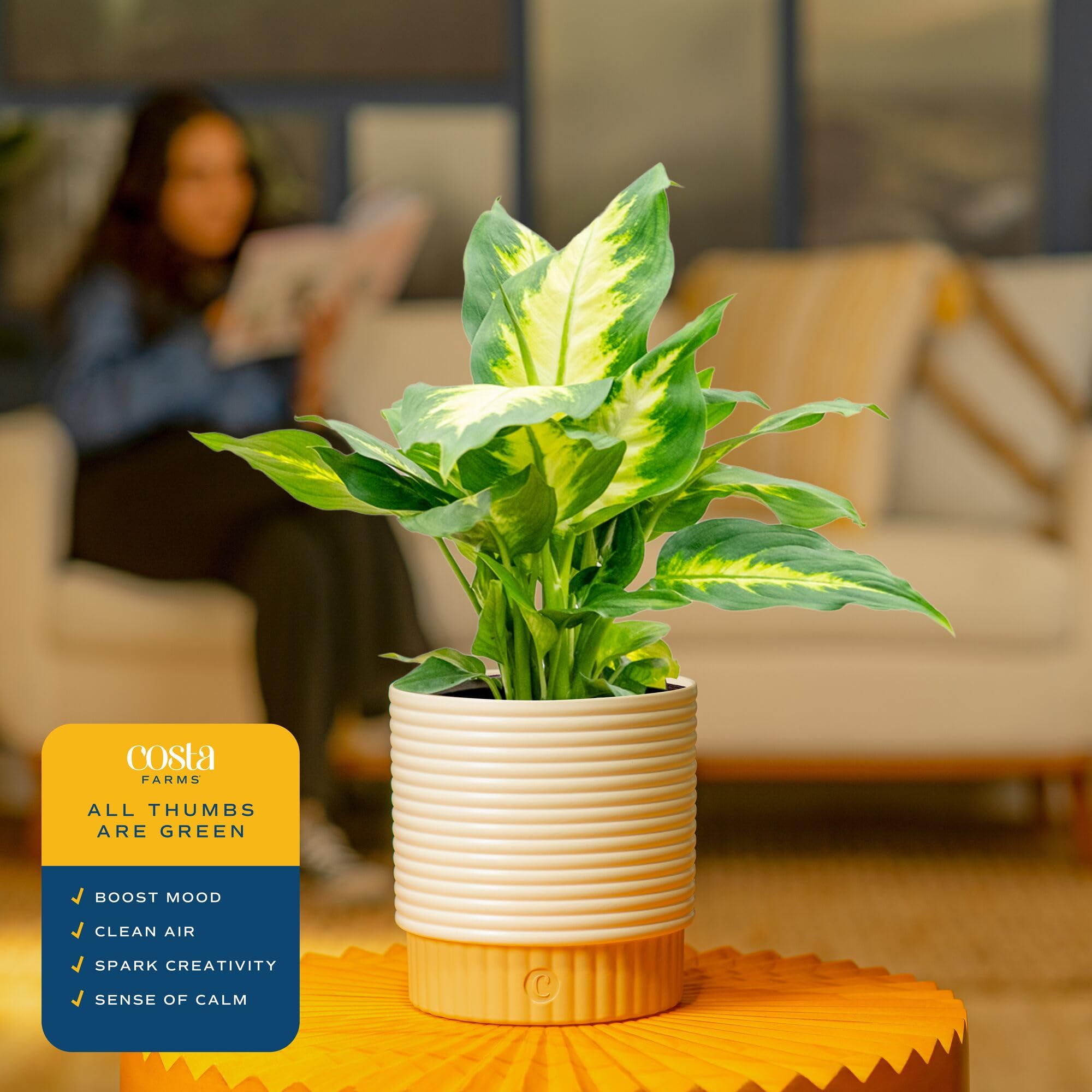 Costa Farms Dieffenbachia weekly watering reminder reinforces simple care for busy households