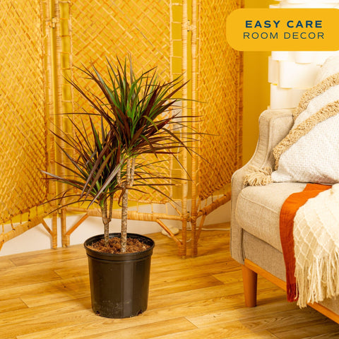 Costa Farms Dracaena Marginata Magenta Leaves soften windows and create subtle privacy.
