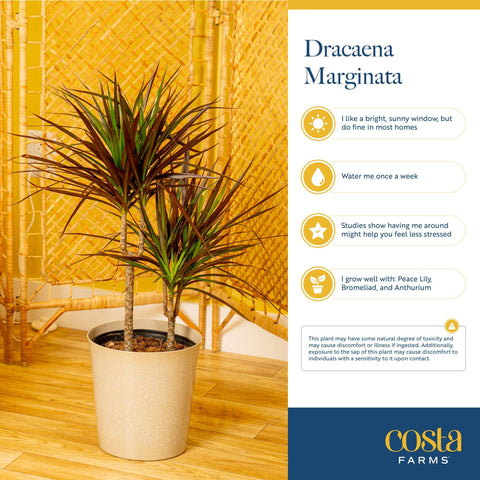 Costa Farms Madagascar Dragon Tree stands elegantly against walls for vertical interest.