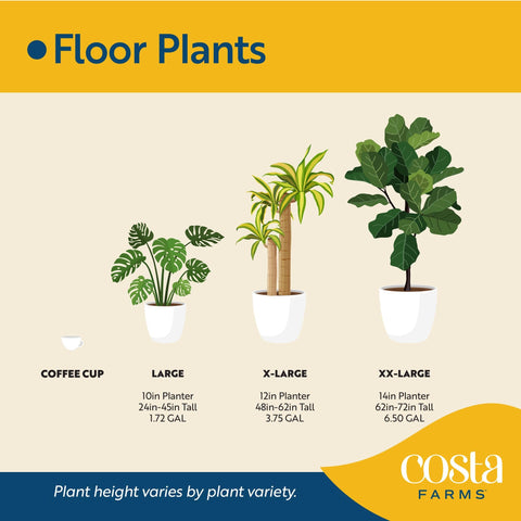 Costa Farms Fiddle Leaf Fig 34-inch height shown in showroom setting