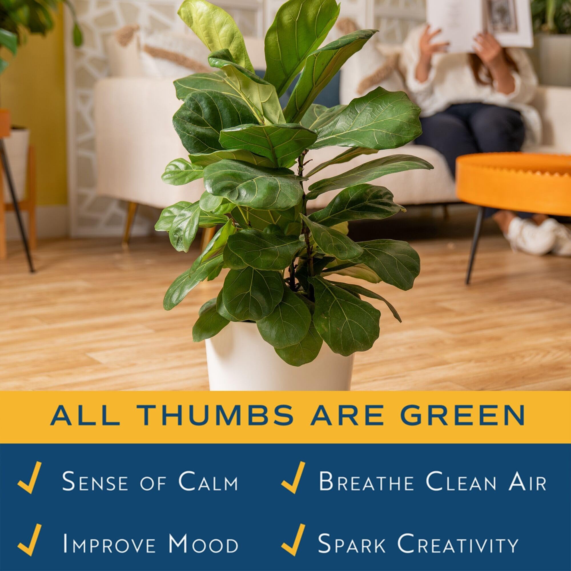 Costa Farms Fiddle Leaf Fig closeup leaves show lush tropical texture