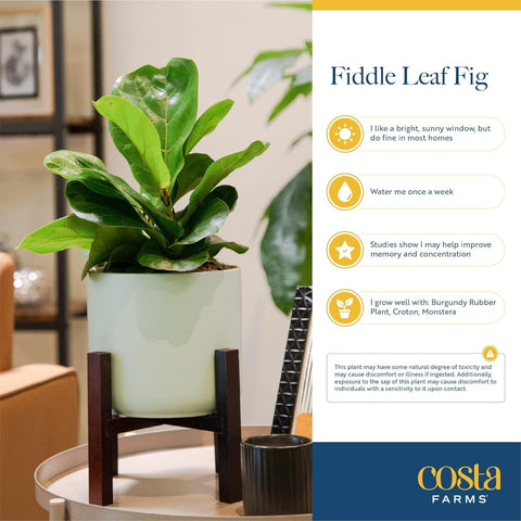 Costa Farms Fiddle Leaf Fig floor plant in a stylish stand for living rooms.