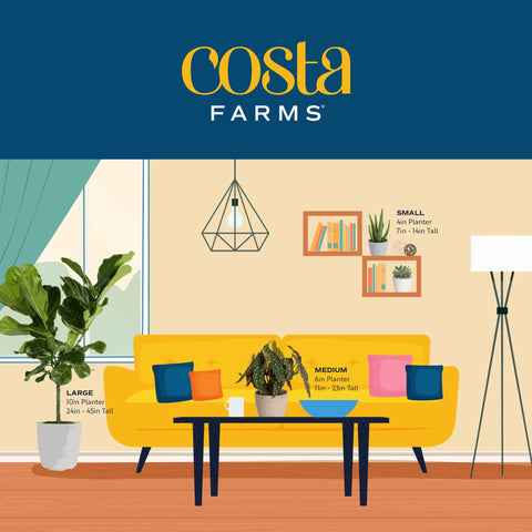 Costa Farms Fiddle Leaf Fig makes a thoughtful housewarming gift.
