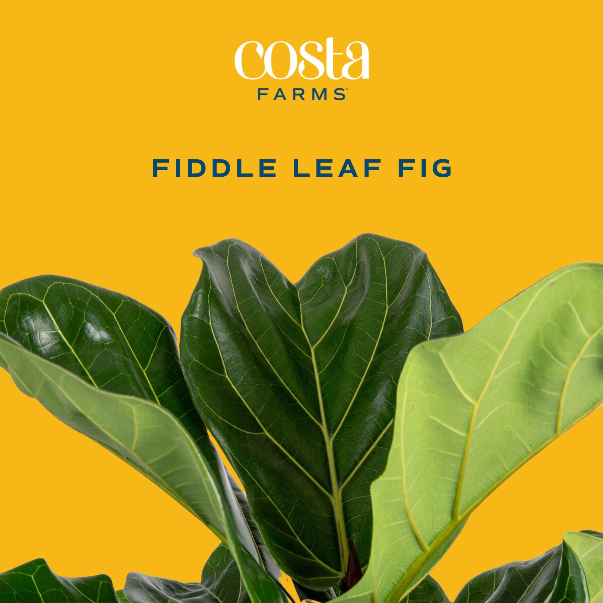 Costa Farms Fiddle Leaf Fig green foliage close-up highlights glossy, dramatic leaves