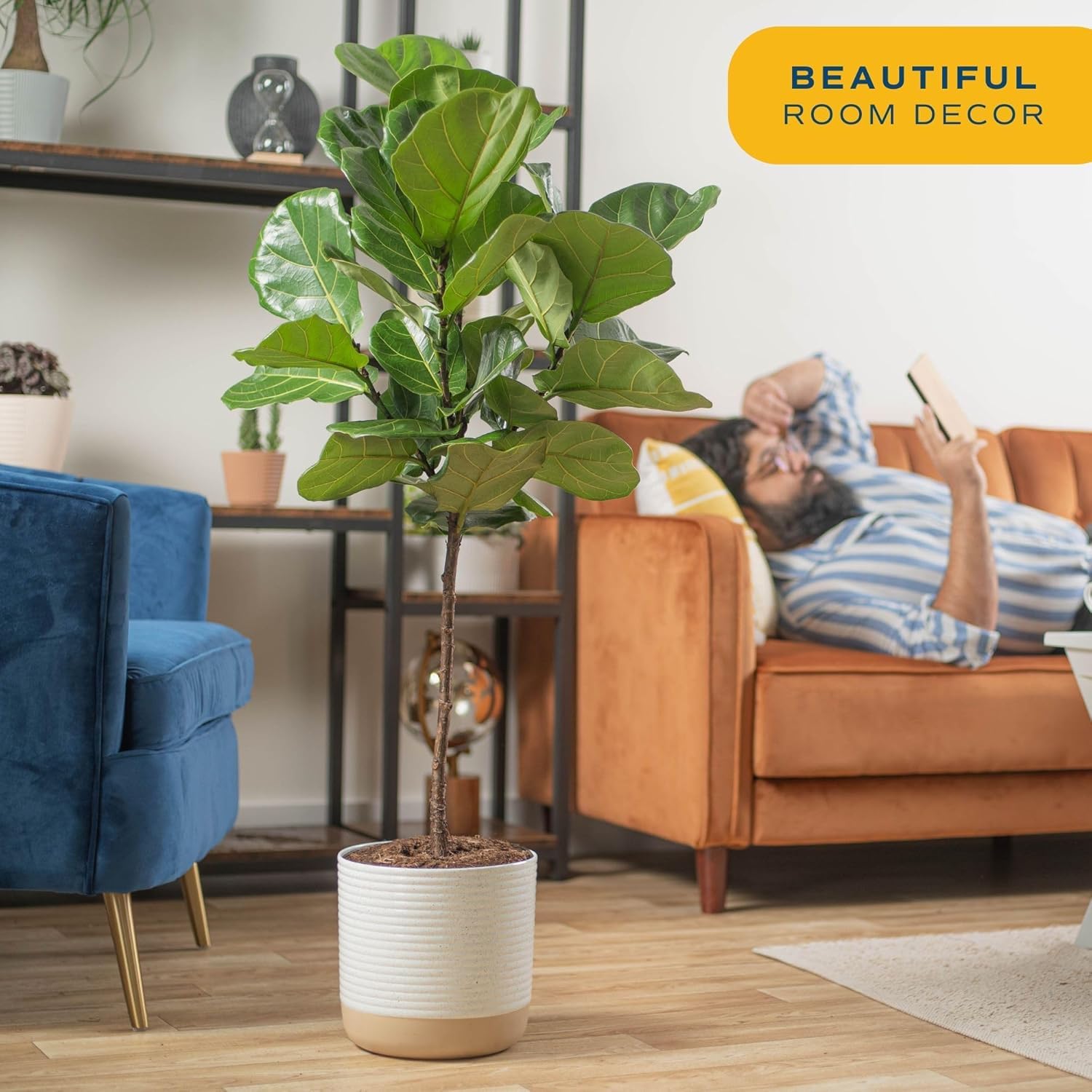 Costa Farms Fiddle Leaf Fig in a modern planter adds instant decor appeal.