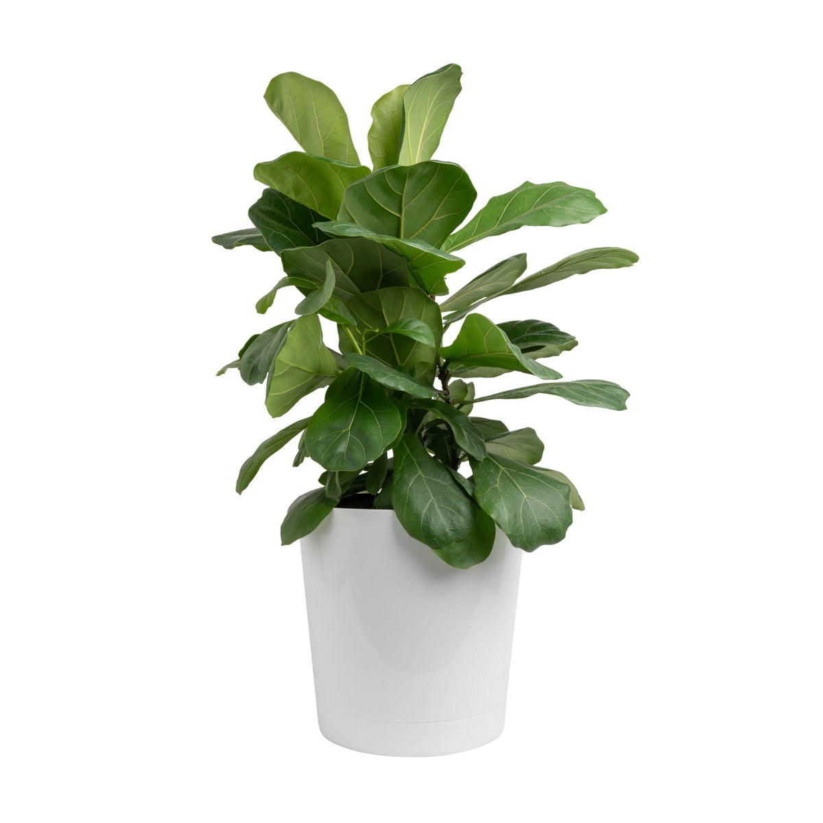 Costa Farms Fiddle Leaf Fig in a modern planter with lush foliage for bright rooms