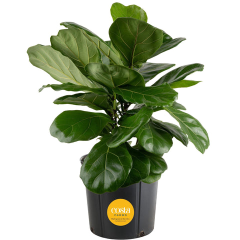 Costa Farms Fiddle Leaf Fig in nursery pot adds tropical style to your space