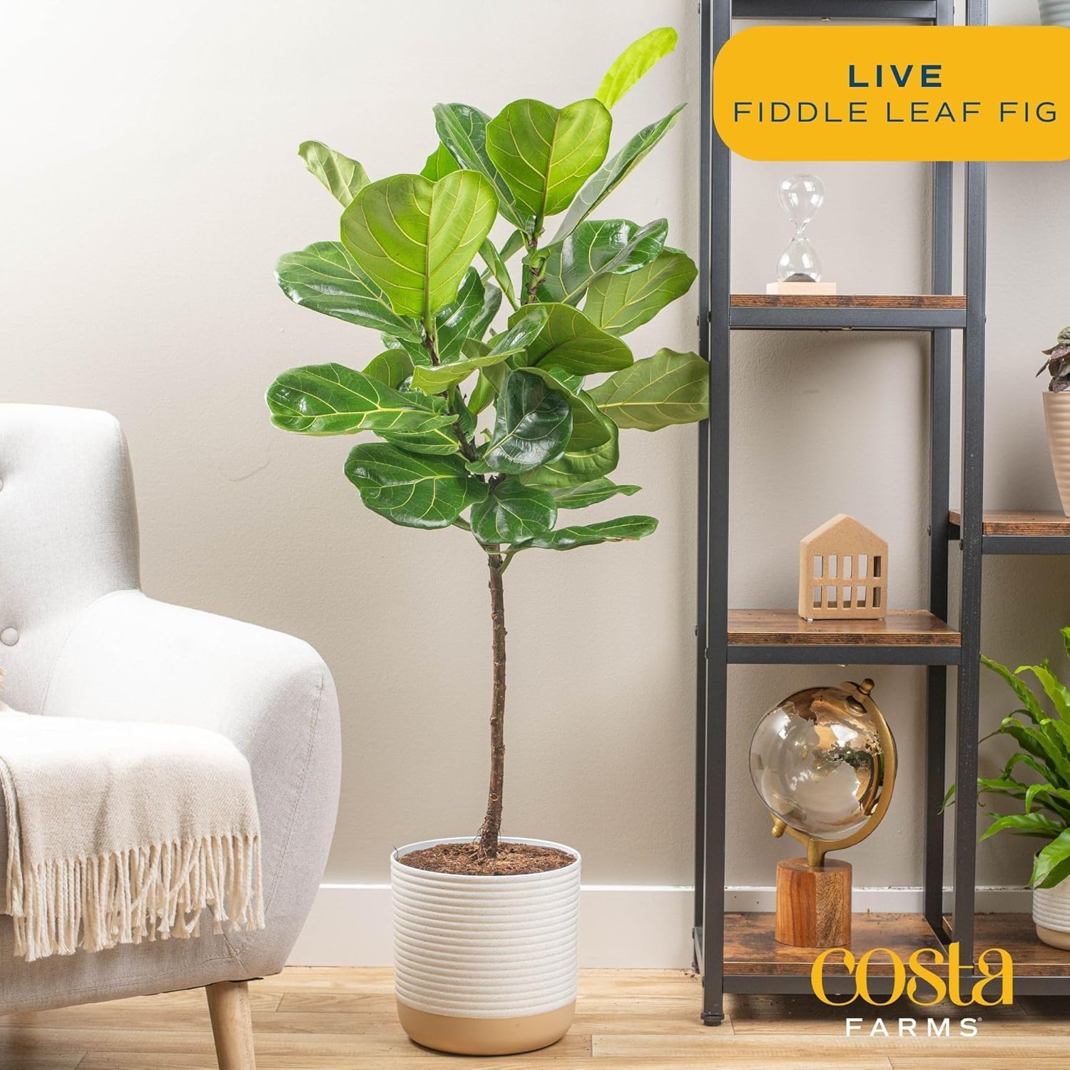 Costa Farms Fiddle Leaf Fig leaf closeup showcases bold, architectural leaves for a striking focal point.
