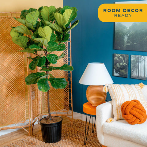 Costa Farms Fiddle Leaf Fig leaves closeup highlighting vibrant texture for interior styling