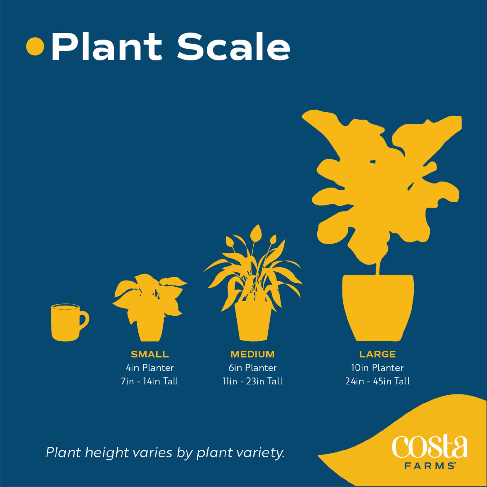 Costa Farms Fiddle Leaf Fig needs bright indirect light for healthy growth.