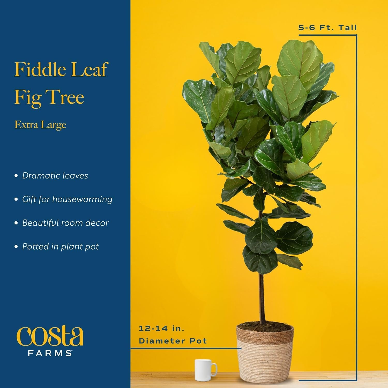 Costa Farms Fiddle Leaf Fig Office Decor brightens workspaces with greenery.