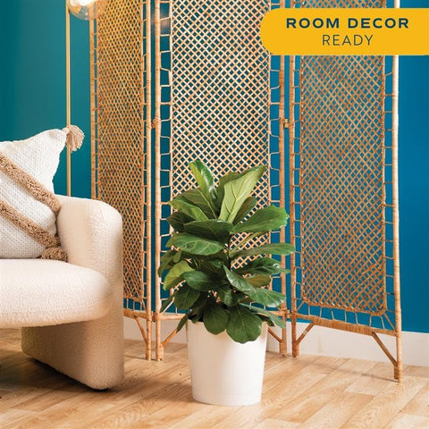 Costa Farms Fiddle Leaf Fig displayed in office decor for a calm workspace