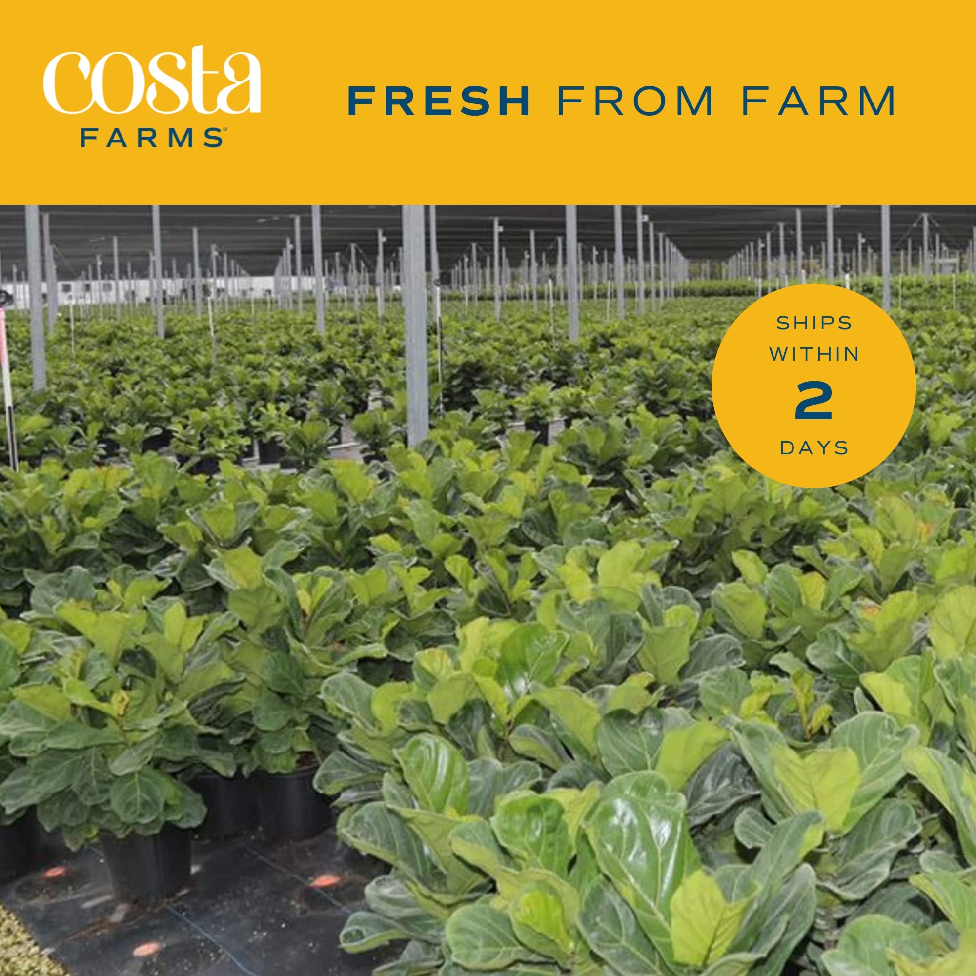 Costa Farms Fiddle Leaf Fig packaged for delivery ready to display