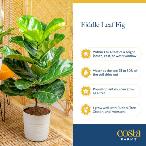 Costa Farms Fiddle Leaf Fig packed securely for shipment arrival.