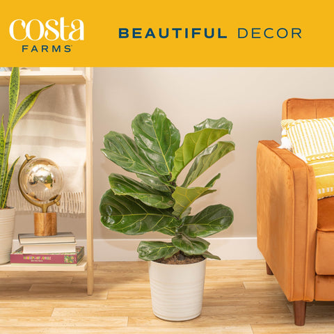 Costa Farms Fiddle Leaf Fig tall plant stands as a dramatic focal point