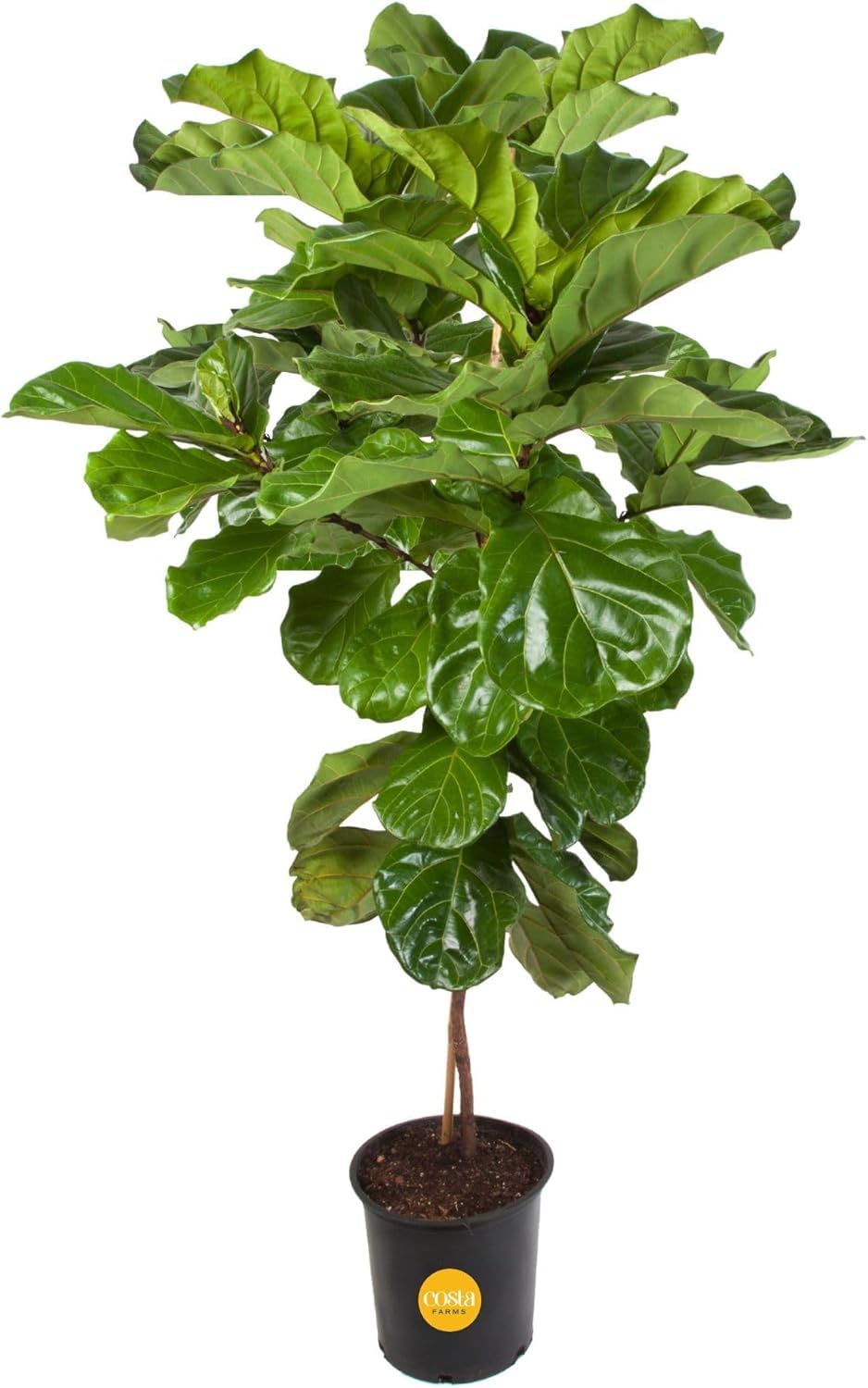 Costa Farms Fiddle Leaf Fig Tree towering in a living room with lush green foliage.