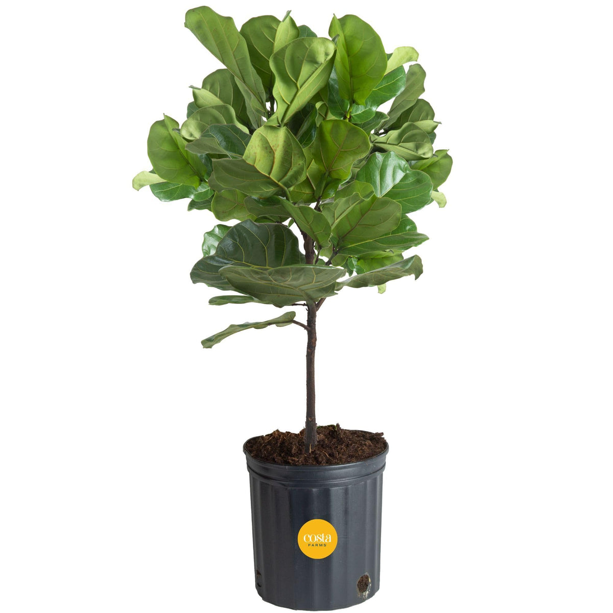 Costa Farms Fiddle Leaf Fig Tree in grower pot with lush green foliage for warm living rooms.