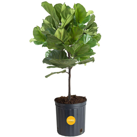 Costa Farms Fiddle Leaf Fig Tree in grower pot with lush green foliage for warm living rooms.