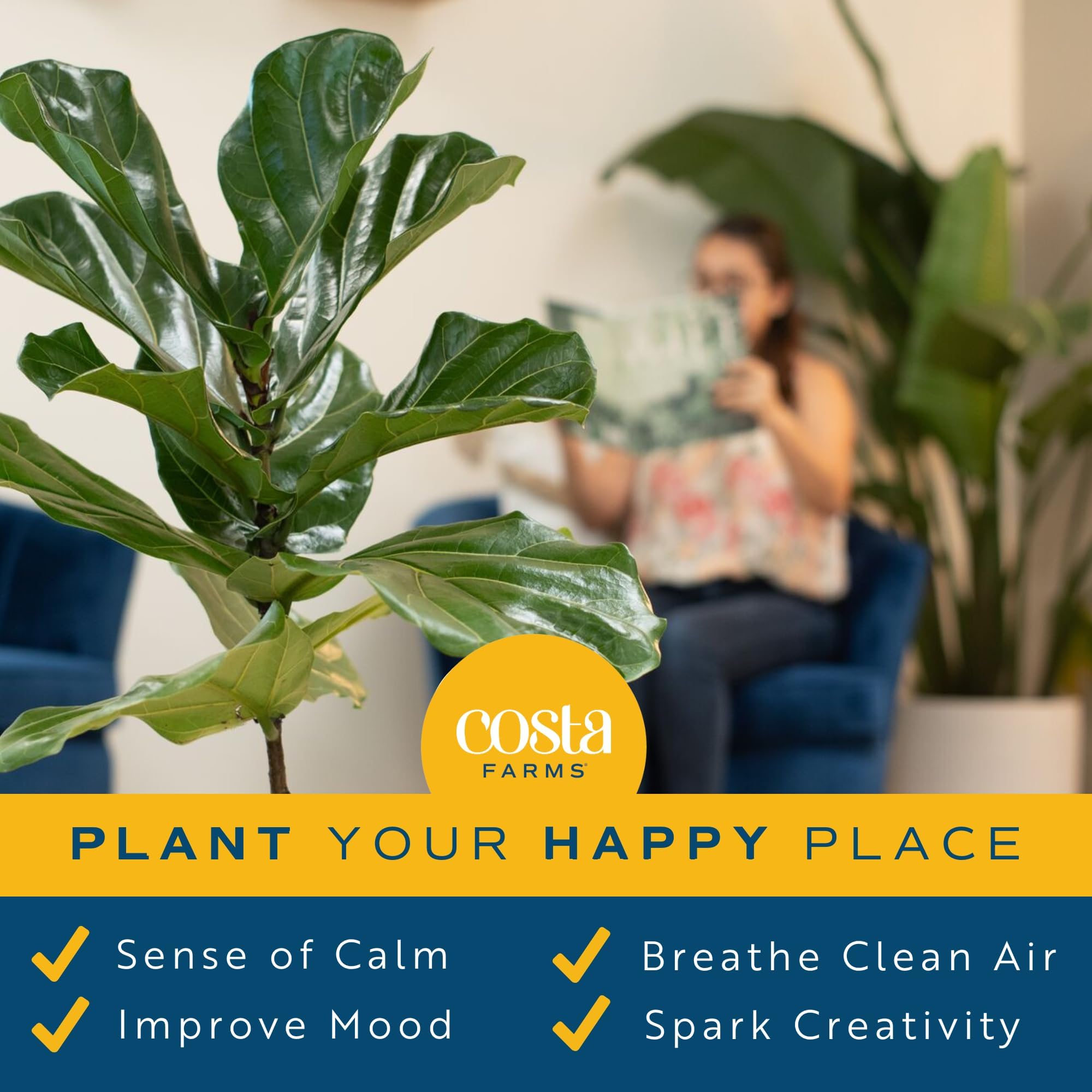 Costa Farms Fiddle Leaf Fig watering close-up shows weekly care routine