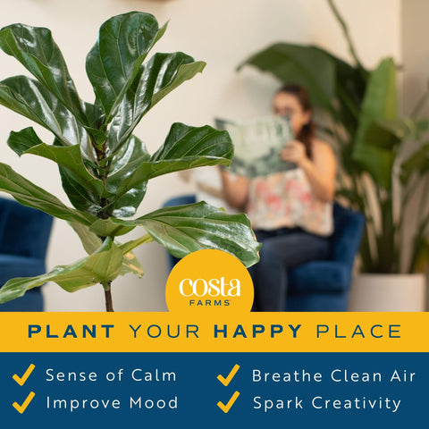 Costa Farms Fiddle Leaf Fig watering close-up shows weekly care routine