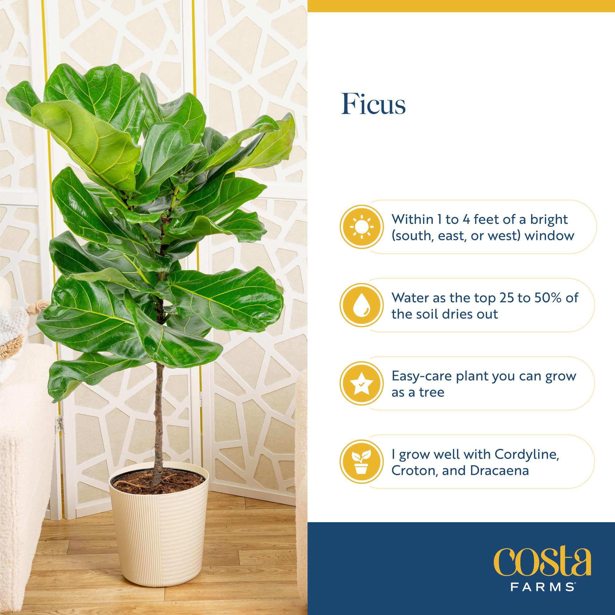 Costa Farms Fiddle Leaf Fig in wooden planter adds natural style and air purification potential