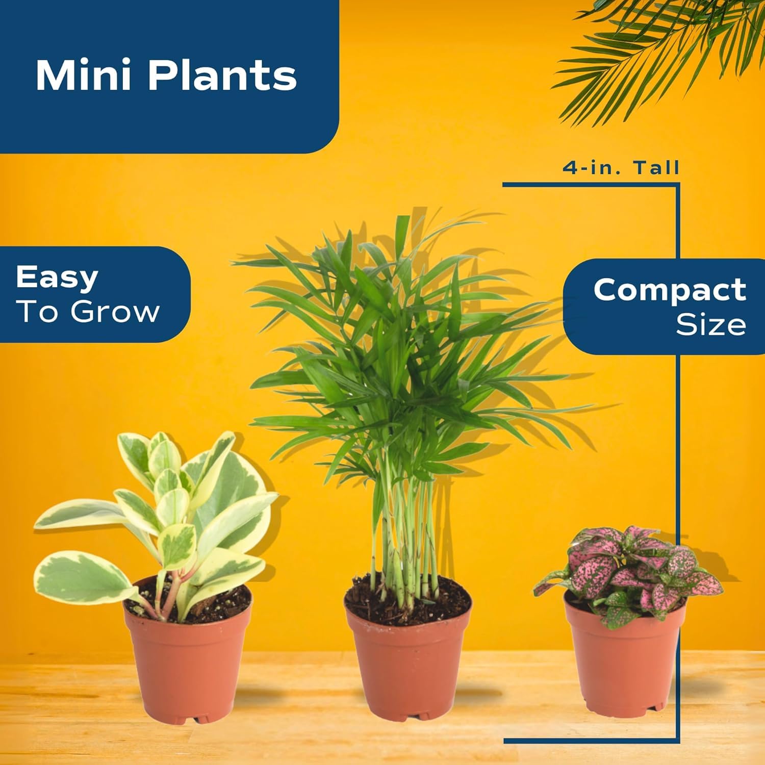 Costa Farms fittonia fern texture adds color and depth to decor