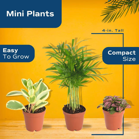 Costa Farms fittonia fern texture adds color and depth to decor