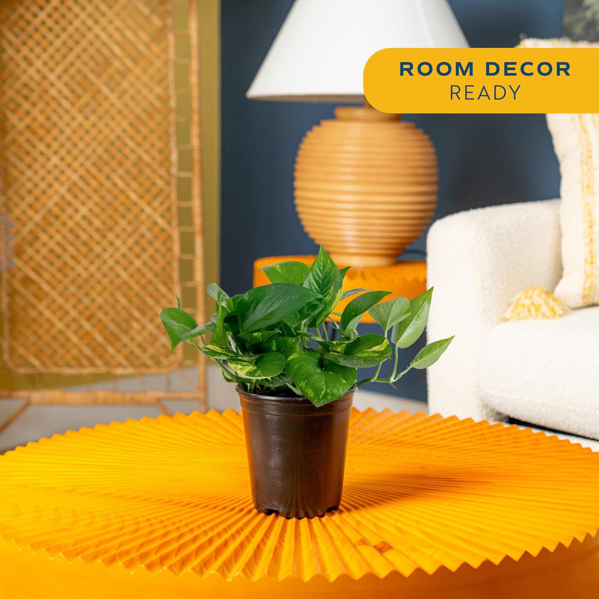 Costa Farms Golden Pothos in pot highlights heart-shaped leaves ideal for desks.