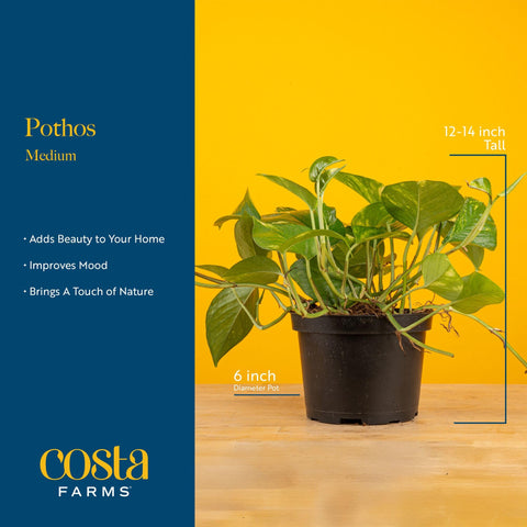 Costa Farms Golden Pothos weekly watering helps keep roots healthy and soil well-drained.