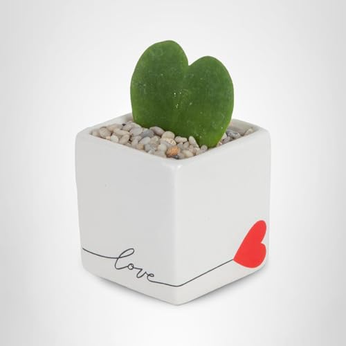 Costa Farms Hoya Heart compact-5in-tall form suits any room.