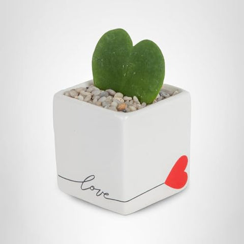 Costa Farms Hoya Heart compact-5in-tall form suits any room.