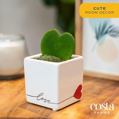 Costa Farms Hoya Heart decorative pot shows stylish desk accent.