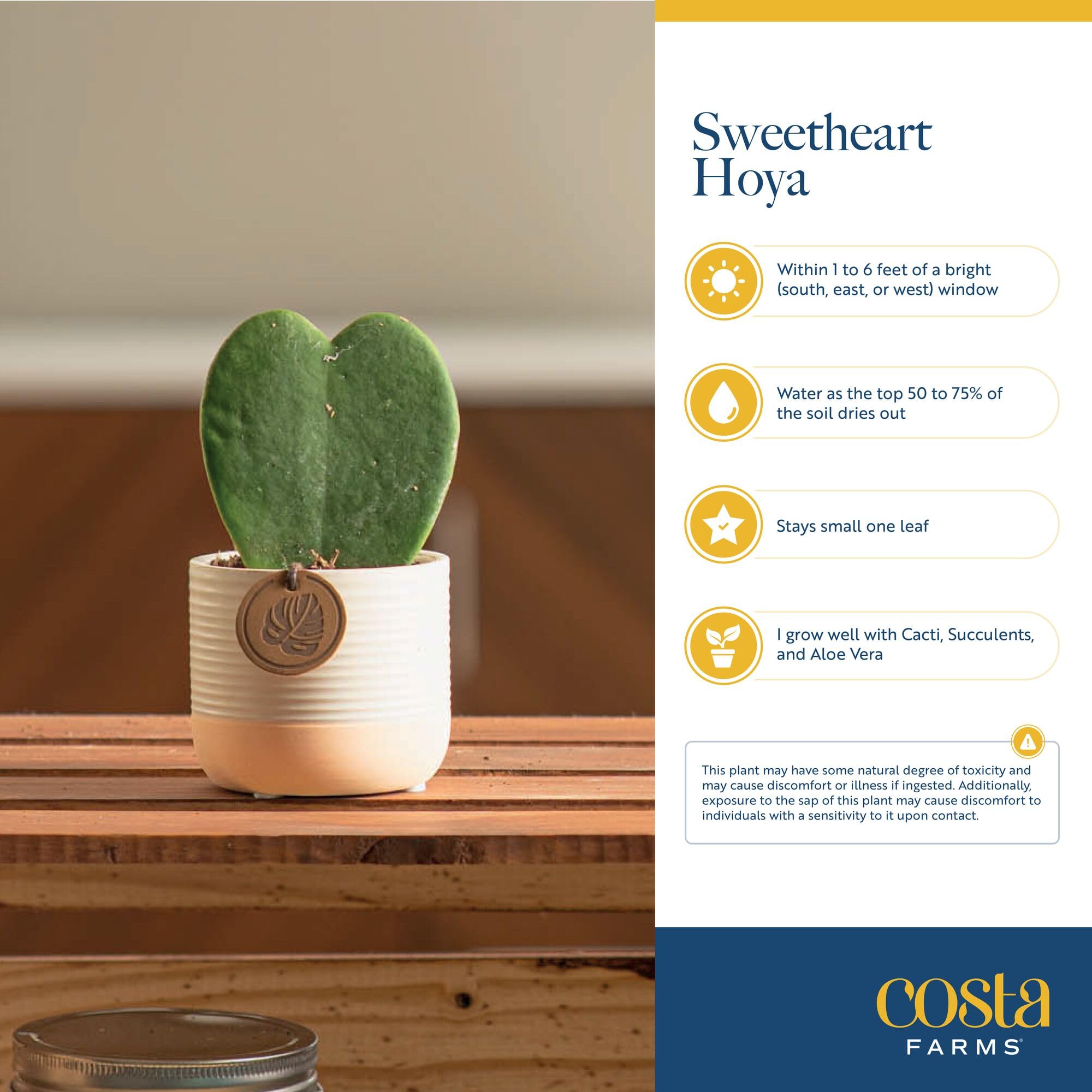 Costa Farms Hoya Heart office decor captures compact greenery for small spaces.