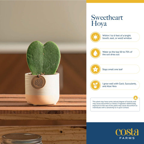 Costa Farms Hoya Heart office decor captures compact greenery for small spaces.