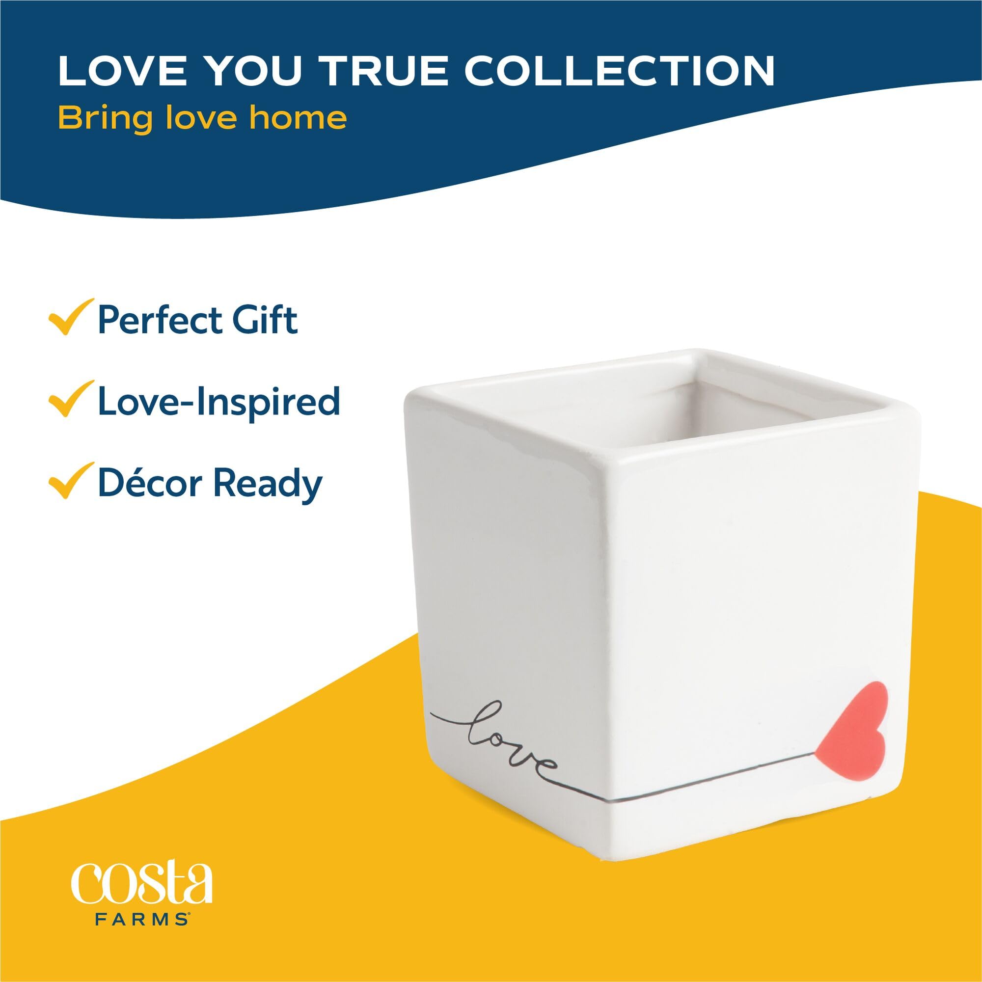 Costa Farms Hoya Heart packaged-for-delivery image protects the plant during transit.