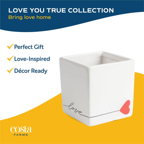 Costa Farms Hoya Heart packaged-for-delivery image protects the plant during transit.