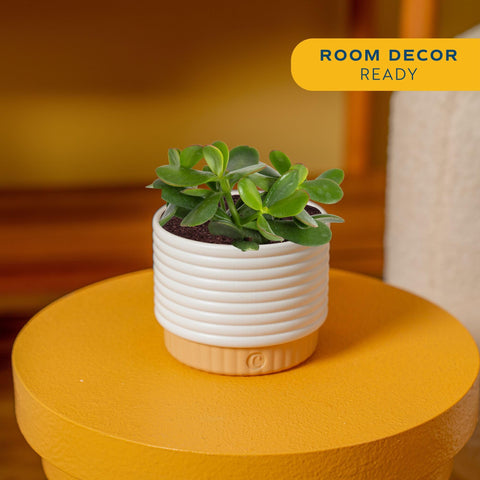 Costa Farms Jade live plant in pot boosts indoor style and low-water beauty